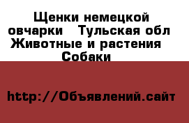 Щенки немецкой овчарки - Тульская обл. Животные и растения » Собаки   